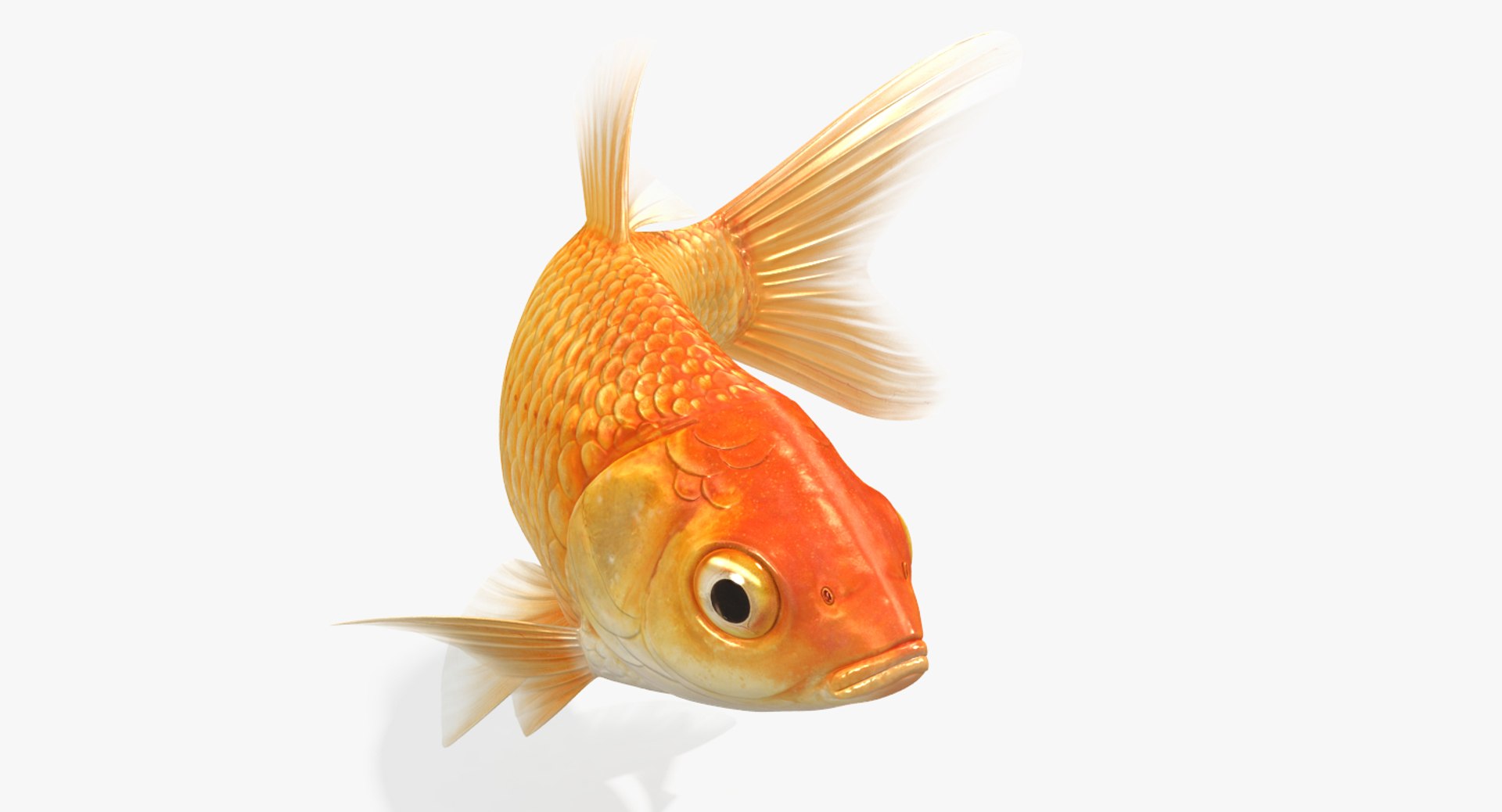 goldfish animation model https://p.turbosquid.com/ts-thumb/ve/zEkju8/jERZhUoy/14/jpg/1492546371/1920x1080/fit_q87/75a3dfade9cc81adc80b447b1f788213f13ae4c5/14.jpg