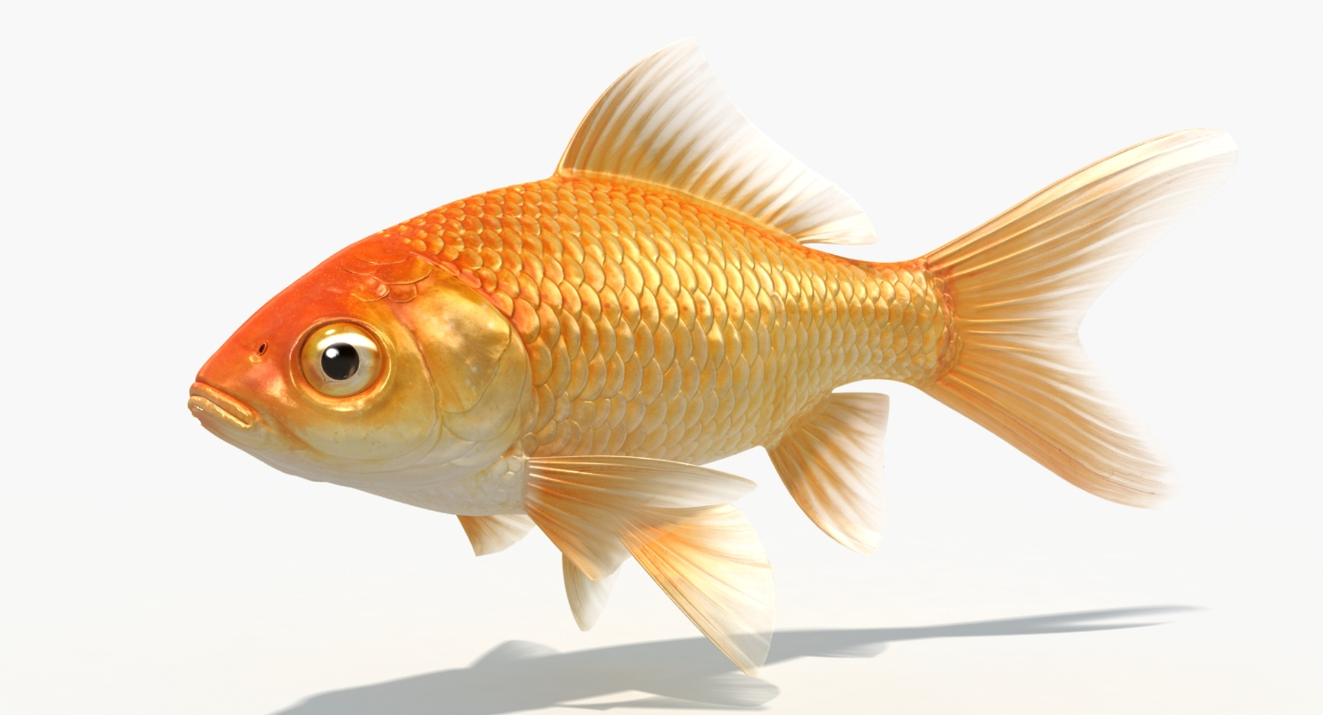goldfish animation model https://p.turbosquid.com/ts-thumb/ve/zEkju8/quwdfRHw/move/jpg/1492545585/1920x1080/turn_fit_q99/ac8a2f535d0827568c3b5ad5ec7eddcc085ce87c/move-1.jpg