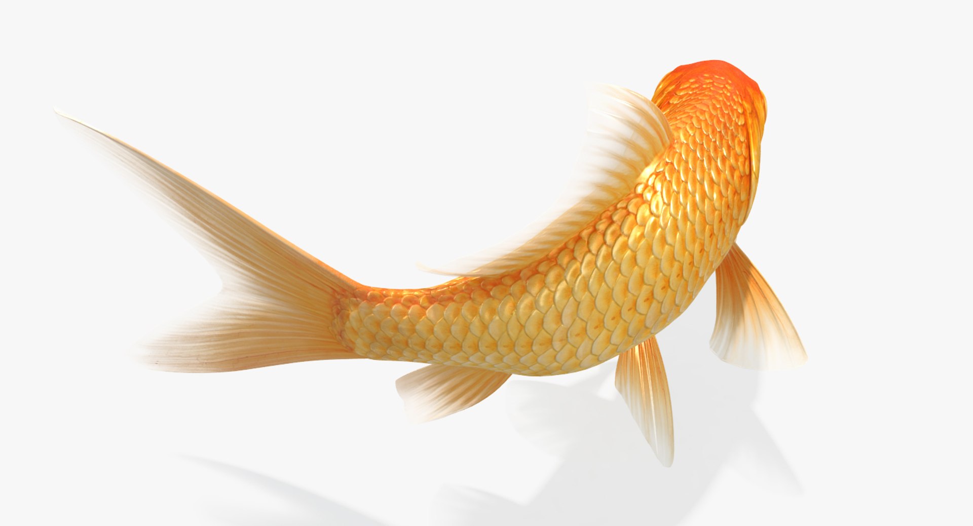 goldfish animation model https://p.turbosquid.com/ts-thumb/ve/zEkju8/uzMZAFZk/13/jpg/1492546371/1920x1080/fit_q87/6af723d8de33cefdbf1ff4d2fc6e577338d6ba90/13.jpg