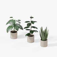 Monstera Rubber And Snake Plants In Concrete Pots