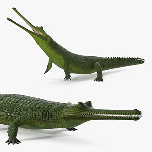 3D Indian Gharial Crocodile Green Rigged