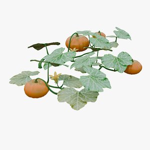 3D Pumpkin Plant