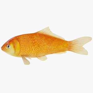 Koi Carp Gold