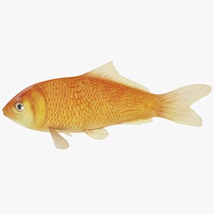Koi Carp Gold