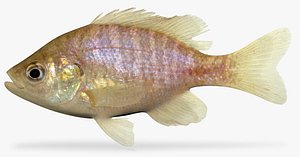 3D bluegill