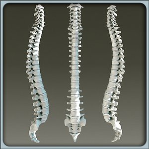 Human Vertebral Column Untextured