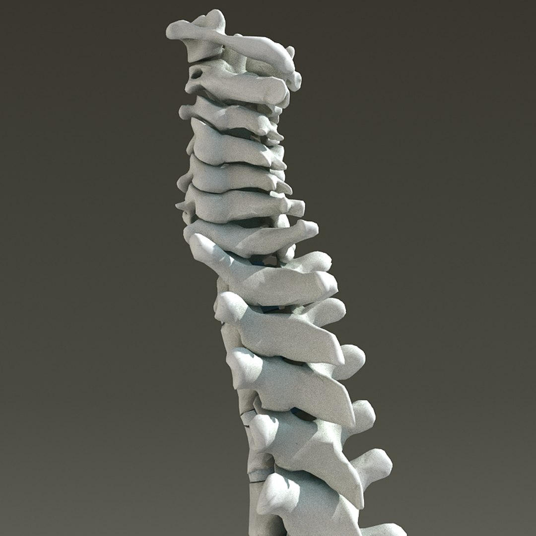 3d model vertebral column skeleton