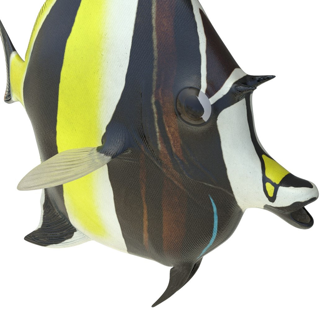 moorish idol fish pose 3d c4d https://p.turbosquid.com/ts-thumb/vf/mwyILL/mIfOljvT/moorishidolfish3ds3dmodel22/jpg/1461593397/1920x1080/fit_q87/4074c6f181f0869992e9abe710b955bf7906bf1e/moorishidolfish3ds3dmodel22.jpg