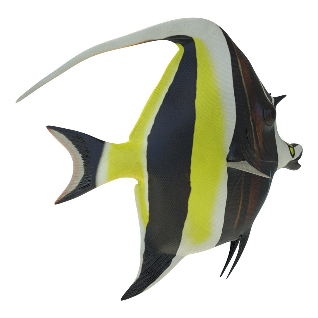 moorish idol fish pose 3d c4d https://p.turbosquid.com/ts-thumb/vf/mwyILL/qr0OFdL2/moorishidolfish3ds3dmodel06/jpg/1461593396/1920x1080/fit_q87/f651913466ac342900c0859a9831d0f952ac543e/moorishidolfish3ds3dmodel06.jpg