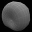 Sea Shell 2