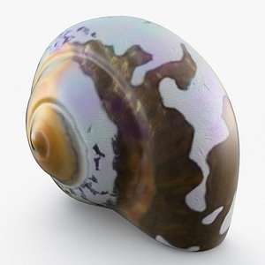 Sea Shell 2