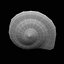Sea Shell 2