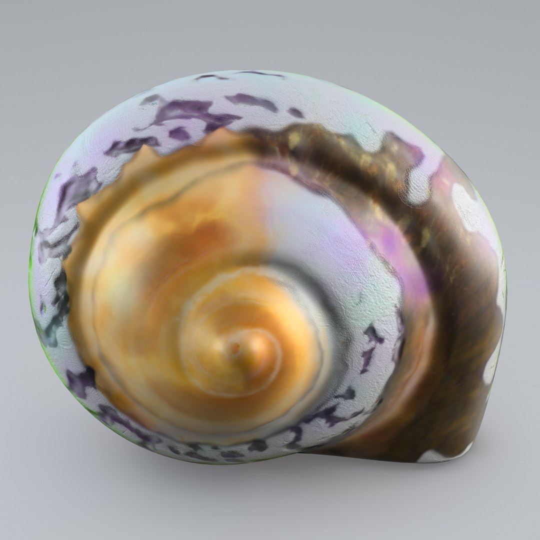 sea shell 3d model https://p.turbosquid.com/ts-thumb/vf/z5S2yu/Qu8ohcHt/sea_shell_2_004/jpg/1355858564/1920x1080/fit_q87/c3bdd721d37f84699471f0ea96cd15f4f529f700/sea_shell_2_004.jpg