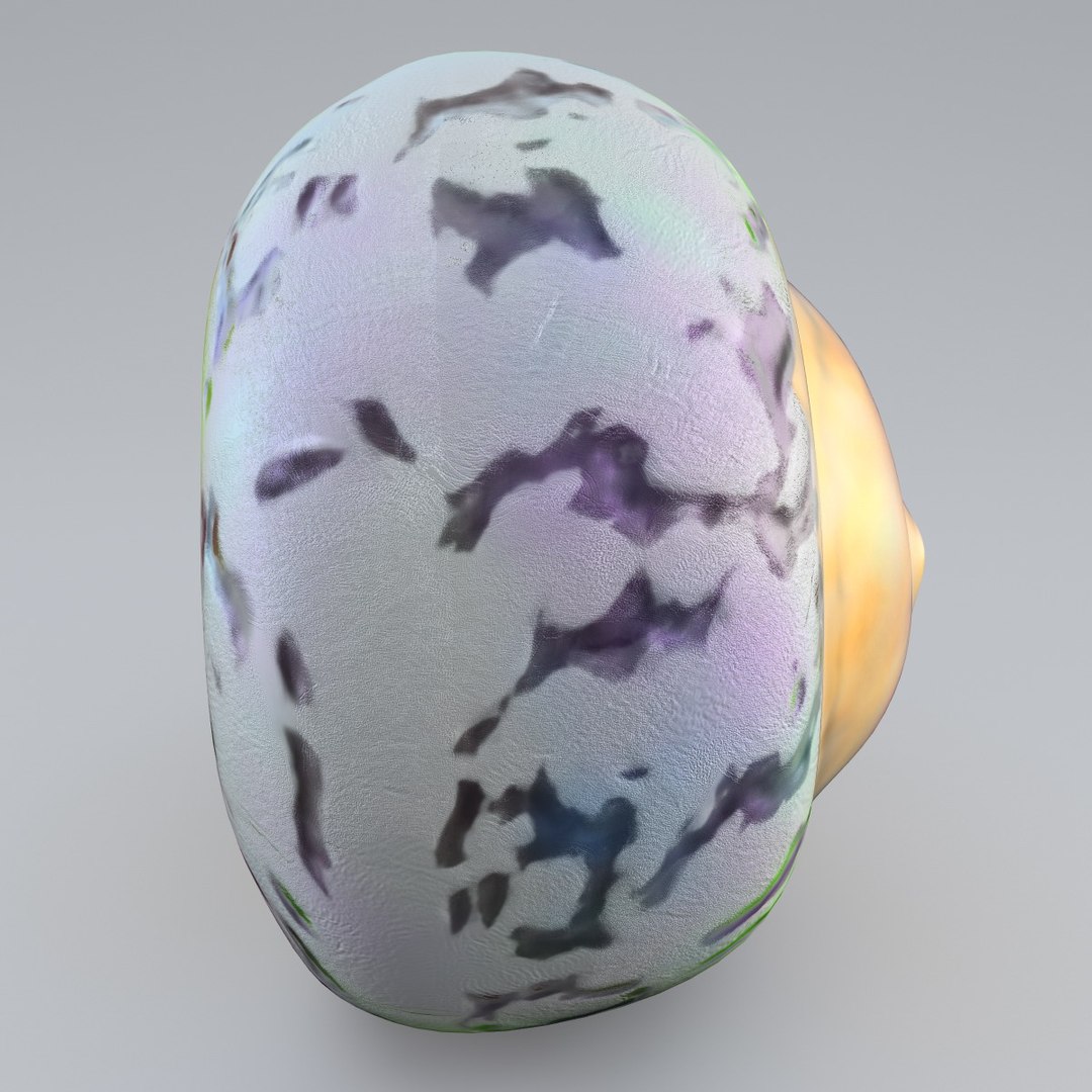 sea shell 3d model https://p.turbosquid.com/ts-thumb/vf/z5S2yu/igkMSNas/sea_shell_2_010/jpg/1355858565/1920x1080/fit_q87/06e6bc23a7a039a75f395046855e534d37f7e8f5/sea_shell_2_010.jpg
