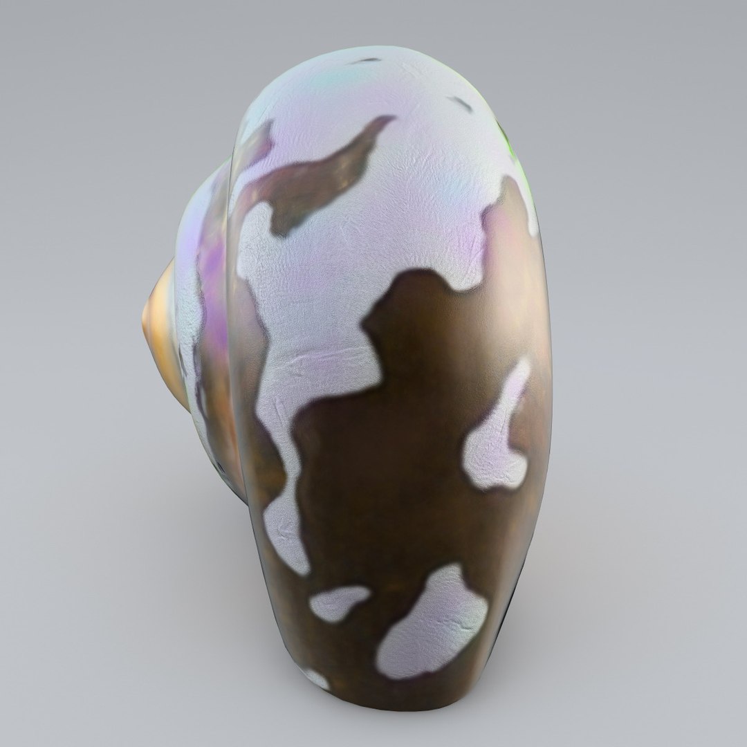 sea shell 3d model https://p.turbosquid.com/ts-thumb/vf/z5S2yu/uxNj7UJX/sea_shell_2_006/jpg/1355858566/1920x1080/fit_q87/20b3935aafb3679d1be2c2476653c8a9d2787d7d/sea_shell_2_006.jpg