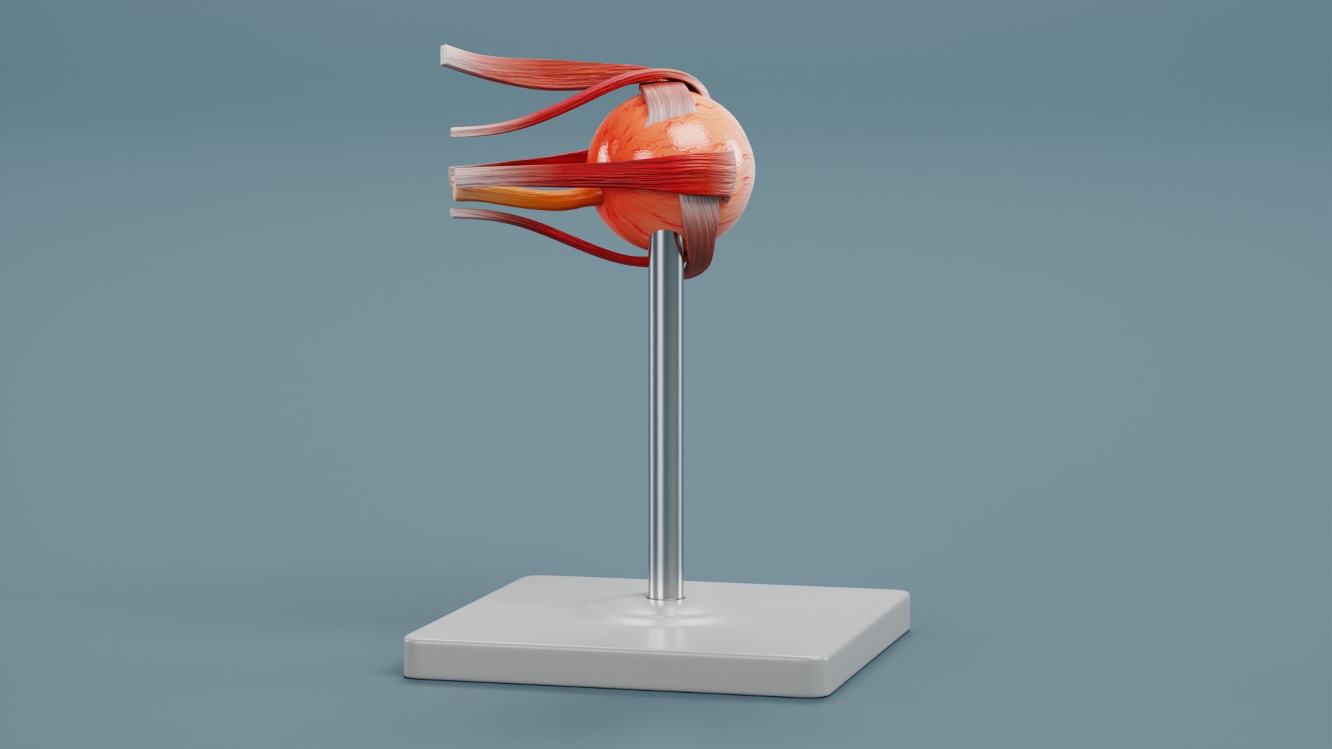 Eye Model 3D - TurboSquid 2025628