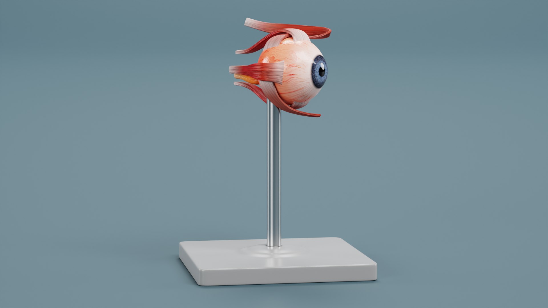 Eye Model 3D - TurboSquid 2025628