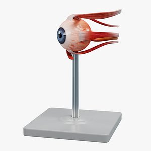 Eye Model 3D