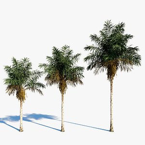 3D Acrocomia aculeata a