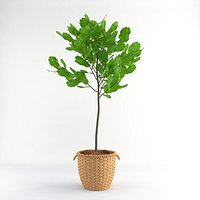 Fiddle leaf fig tree
