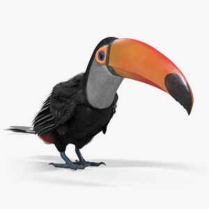 Wild Toucan Bird Fur For Blender model