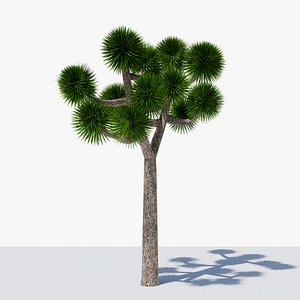 Joshua Tree or Yucca Palm v7 model