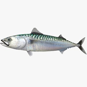 3D Atlantic Mackerel model