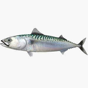 Atlantic Mackerel