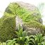 Collection de modèles 3D de plantes rocheuses et tropicales Vol 297