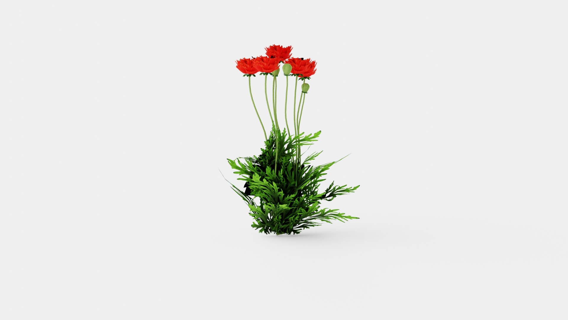 Papaver orientale Turkenlouis Orientvalmue model https://p.turbosquid.com/ts-thumb/vg/jfyJVG/HJ/preview_3/jpg/1719813761/1920x1080/fit_q87/aafa55f5dc13f6dd2fce3ada301113f1f790f0a6/preview_3.jpg
