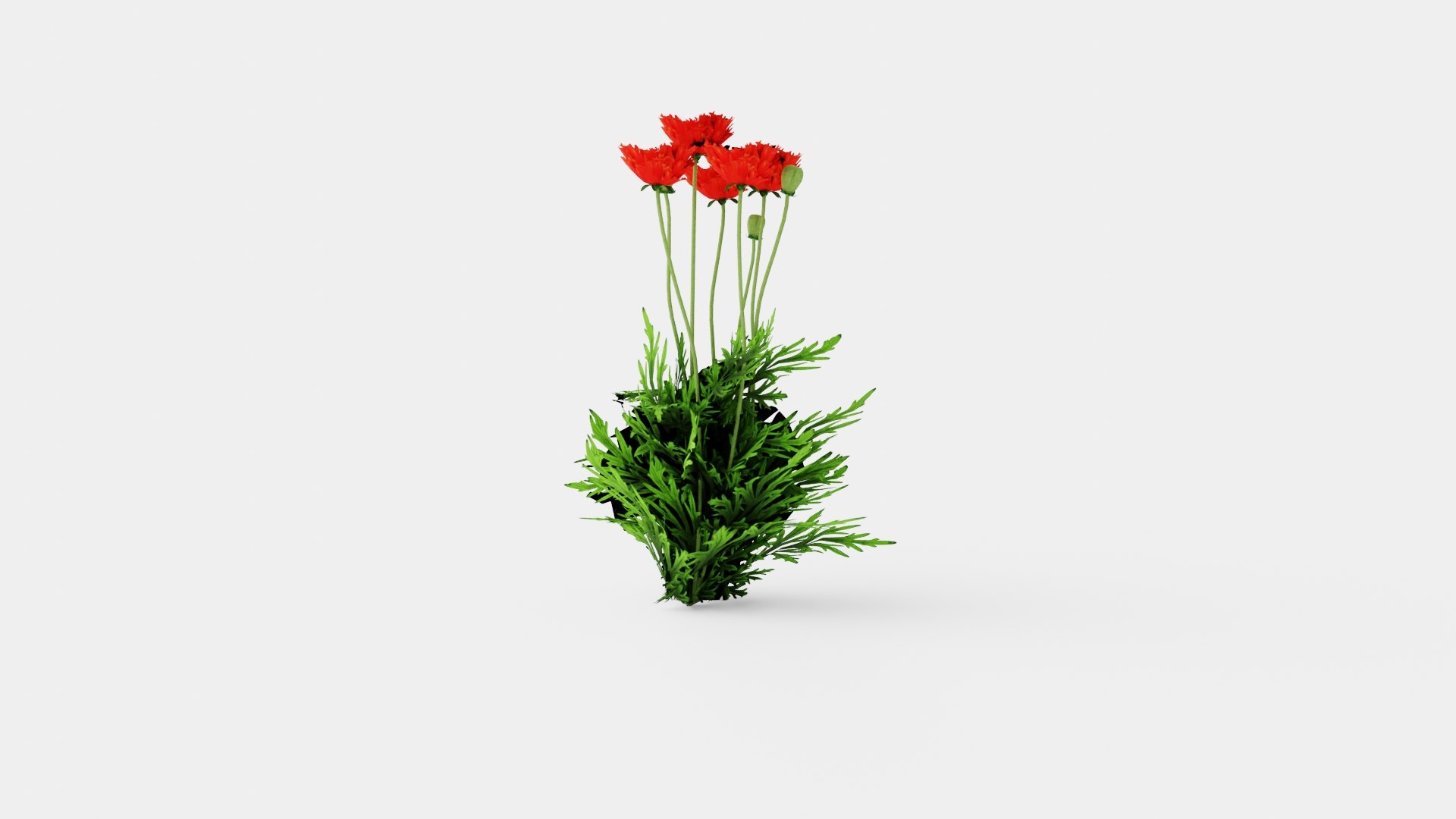 Papaver orientale Turkenlouis Orientvalmue model https://p.turbosquid.com/ts-thumb/vg/jfyJVG/cc/preview_4/jpg/1719813765/1920x1080/fit_q87/190edd4ae8db536ed44ae40ecae3ac3019c9b79e/preview_4.jpg