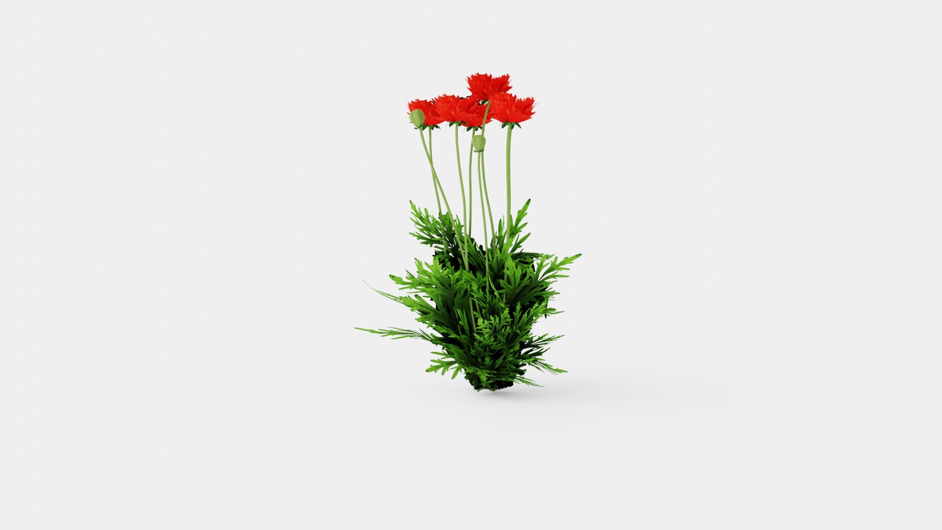 Papaver orientale Turkenlouis Orientvalmue model https://p.turbosquid.com/ts-thumb/vg/jfyJVG/mY/preview_1/jpg/1719813753/1920x1080/fit_q87/48dc002cdbf5c178f9bc7d890c661a2ca5903f23/preview_1.jpg