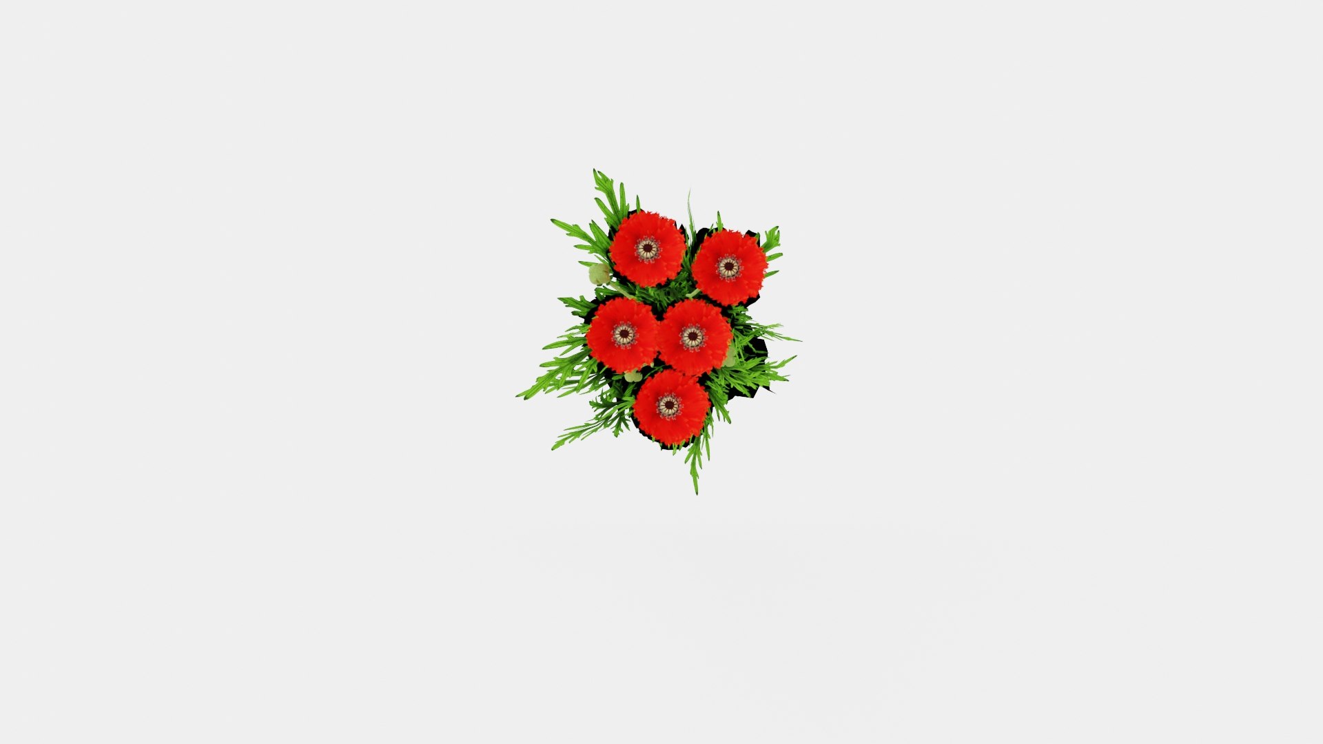 Papaver orientale Turkenlouis Orientvalmue model https://p.turbosquid.com/ts-thumb/vg/jfyJVG/p2/preview__top/jpg/1719813769/1920x1080/fit_q87/e4180d1c398d573c2c0b07ca34c3295cf3a84089/preview__top.jpg