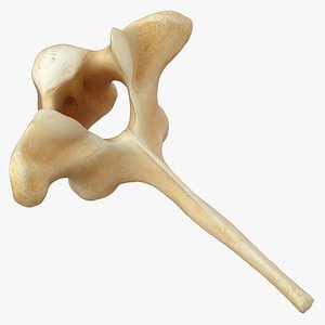 Kangaroo Red Necked Wallaby Thoracic Vertebrae TH2