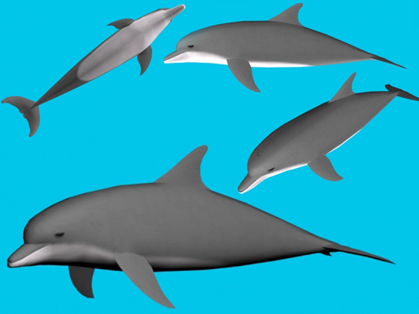 3d dolphin model