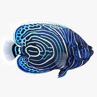 Emperor Angelfish or Pomacanthus Imperator
