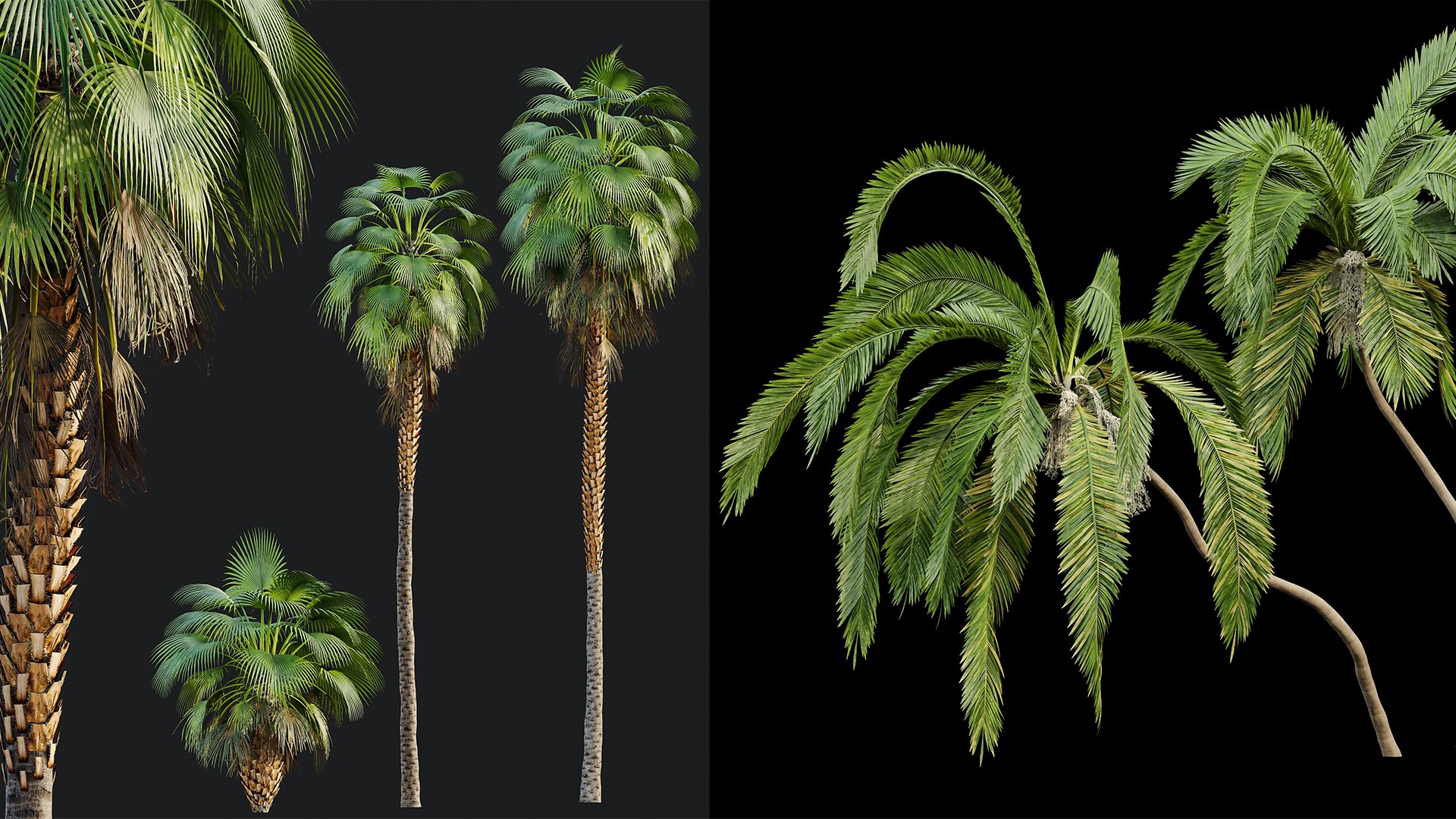 3D AV Queen Palm Trees Syagrus Romanzoffiana and Mexican Fan Palm Washingtonia Robusta trees https://p.turbosquid.com/ts-thumb/vh/4cjRbT/J5/06/png/1737439247/1920x1080/fit_q87/fd741938573fa6438aa3d0ce8838a6fb1a84050d/06.jpg