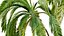 AV Queen Palm Trees Syagrus Romanzoffiana and Mexican Fan Palm Washingtonia Robusta trees