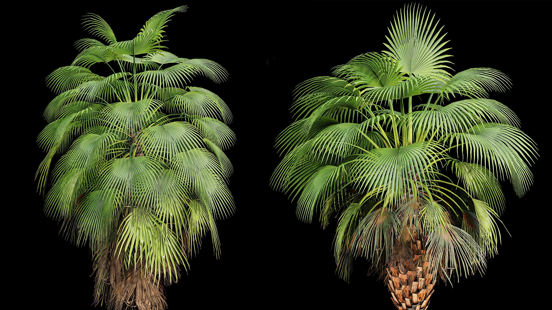 3D AV Queen Palm Trees Syagrus Romanzoffiana and Mexican Fan Palm Washingtonia Robusta trees https://p.turbosquid.com/ts-thumb/vh/4cjRbT/Mv/05/png/1737439246/1920x1080/fit_q87/a2b120166e24a422250360fb4ff4f9caeafd34b8/05.jpg