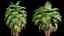 AV Queen Palm Trees Syagrus Romanzoffiana and Mexican Fan Palm Washingtonia Robusta trees