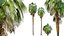 AV Queen Palm Trees Syagrus Romanzoffiana and Mexican Fan Palm Washingtonia Robusta trees