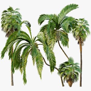 3D AV Queen Palm Trees Syagrus Romanzoffiana and Mexican Fan Palm Washingtonia Robusta trees
