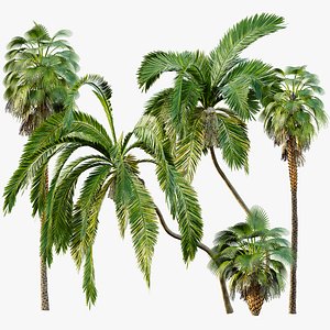 AV Queen Palm Trees Syagrus Romanzoffiana and Mexican Fan Palm Washingtonia Robusta trees