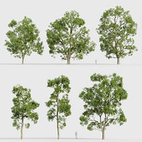 Fraxinus excelsior European ash 3d model