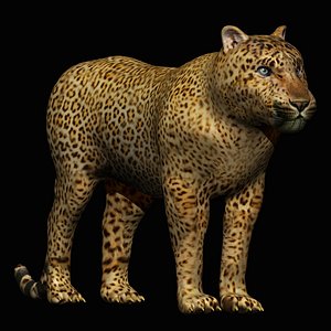 fully rigged leopard 3D