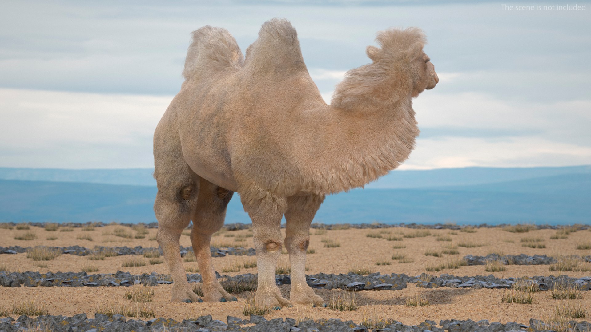3D model Bactrian Camel Light Colored Standing Pose Fur https://p.turbosquid.com/ts-thumb/vh/a2wYyj/2N/bactriancamellightcoloredstandingposefurmb3dmodel004/jpg/1725154100/1920x1080/fit_q87/a490c40f306718d6a32f4777fd073b1ab94d2cb3/bactriancamellightcoloredstandingposefurmb3dmodel004.jpg