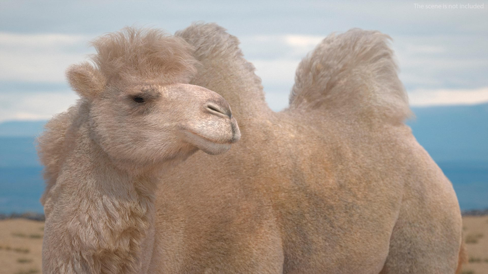 3D model Bactrian Camel Light Colored Standing Pose Fur https://p.turbosquid.com/ts-thumb/vh/a2wYyj/FJ/bactriancamellightcoloredstandingposefurmb3dmodel005/jpg/1725154106/1920x1080/fit_q87/5aee9f67401ea93cad3b97c1fffddb96f9315318/bactriancamellightcoloredstandingposefurmb3dmodel005.jpg