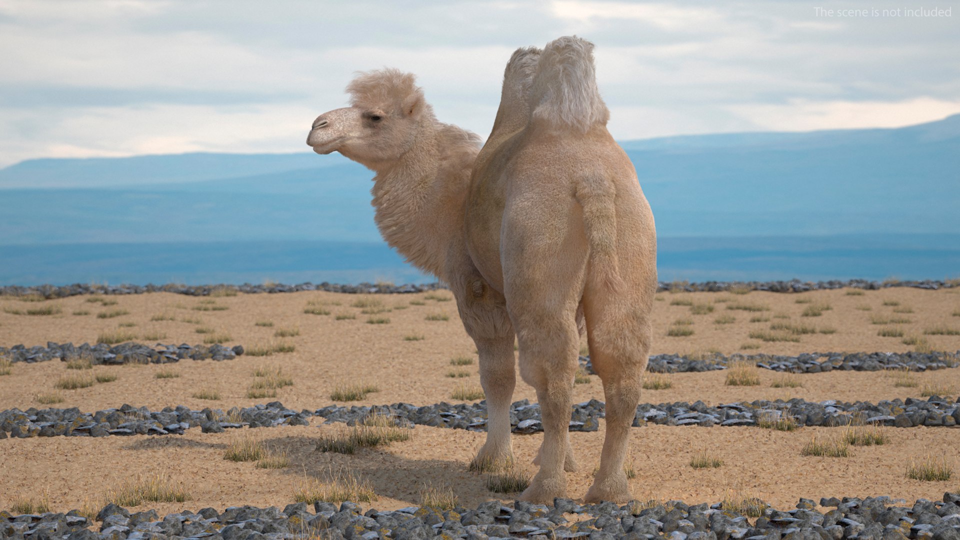 3D model Bactrian Camel Light Colored Standing Pose Fur https://p.turbosquid.com/ts-thumb/vh/a2wYyj/LV/bactriancamellightcoloredstandingposefurmb3dmodel002/jpg/1725154090/1920x1080/fit_q87/ac6eadc8be586cc185aab063648d2acdc453b426/bactriancamellightcoloredstandingposefurmb3dmodel002.jpg