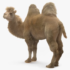 3D model Bactrian Camel Light Colored Standing Pose Fur