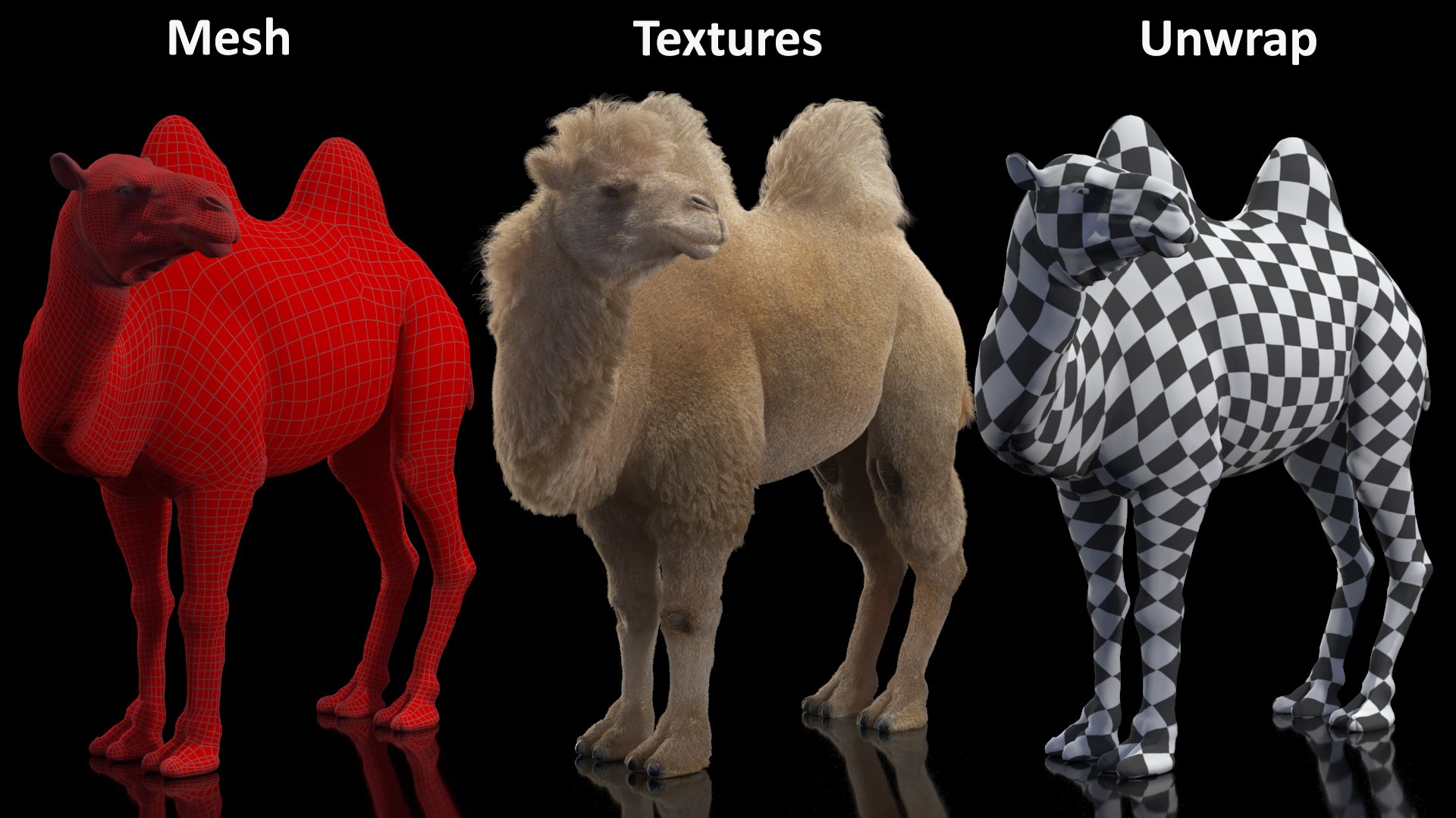 3D model Bactrian Camel Light Colored Standing Pose Fur https://p.turbosquid.com/ts-thumb/vh/a2wYyj/Zk/bactriancamellightcoloredstandingposefurmb3dmodel019/jpg/1725154164/1920x1080/fit_q87/f5bd8ab88e6b00d9635566561ff5ed5d727daede/bactriancamellightcoloredstandingposefurmb3dmodel019.jpg